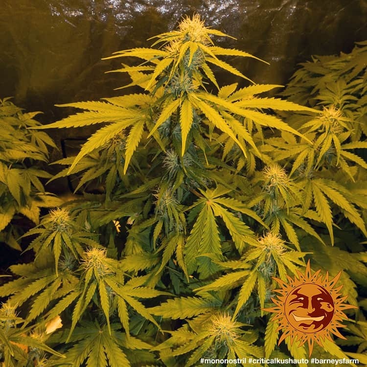 Barney's Farm - Critical Kush Auto (auto/fem.)