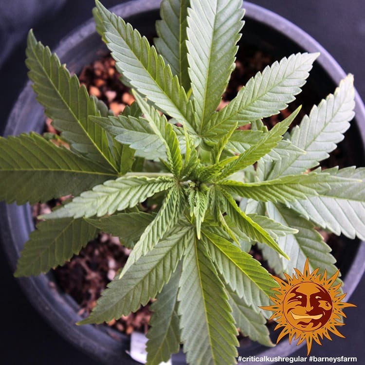 Barney's Farm - Critical Kush (reg.) 🏆