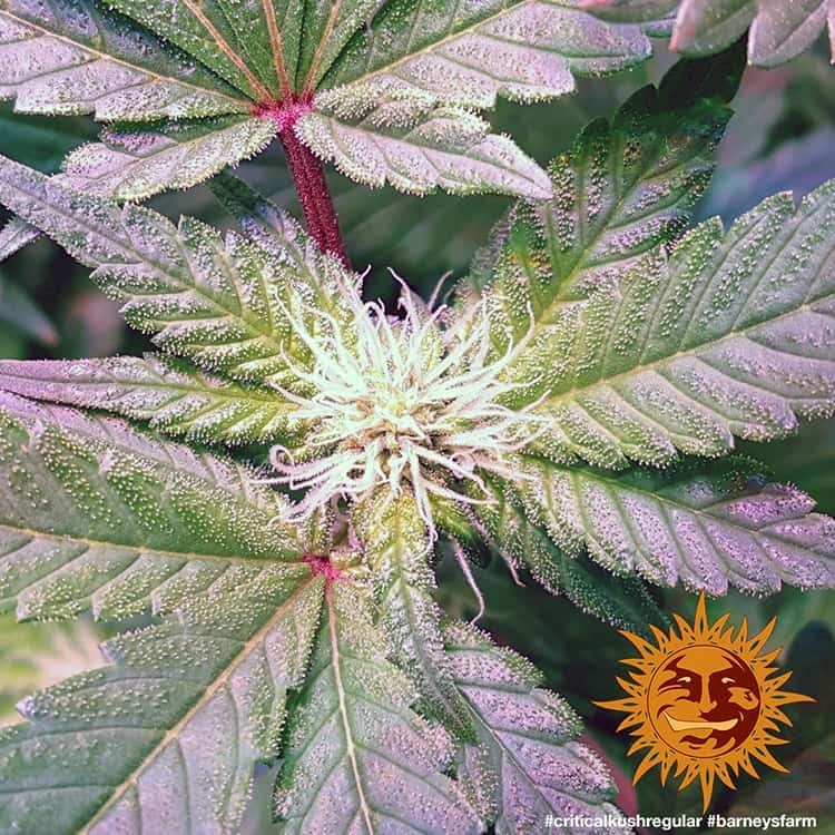 Barney's Farm - Critical Kush (reg.) 🏆