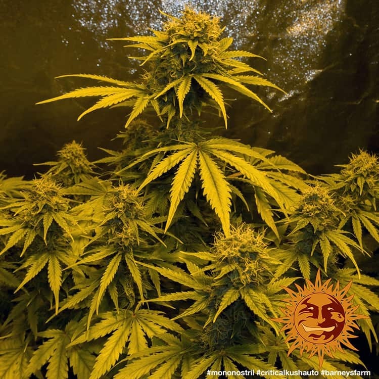 Barney's Farm - Critical Kush Auto (auto/fem.)