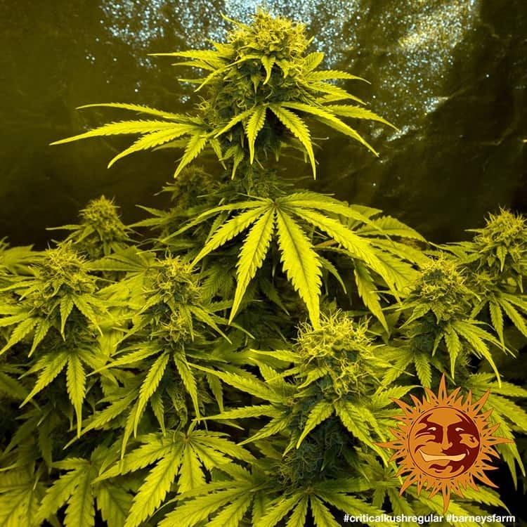 Barney's Farm - Critical Kush (reg.) 🏆