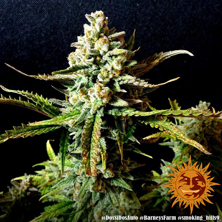 Barney's Farm - Dos Si Dos Auto (auto/fem.)