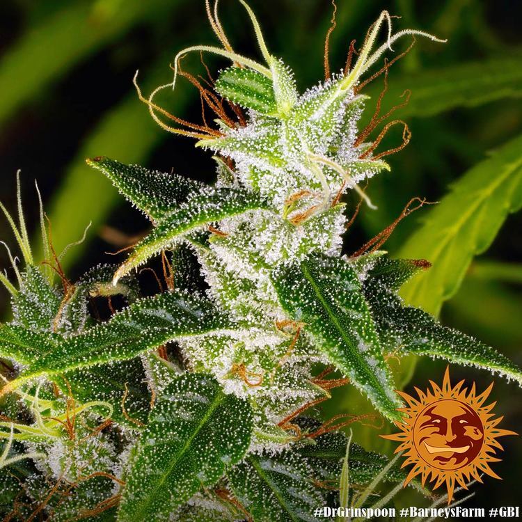 Barney's Farm - Dr. Grinspoon (fem.)