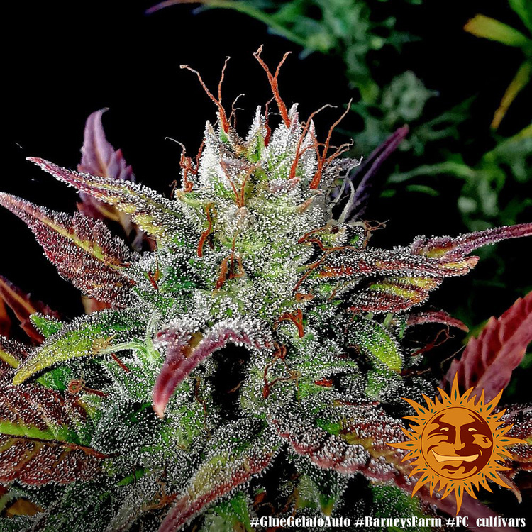 Barney's Farm - Glue Gelato Auto (auto/fem.)