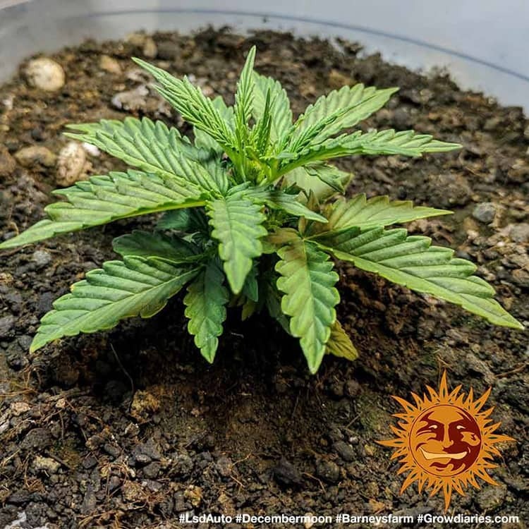 Barney's Farm - LSD Auto (auto/fem.)