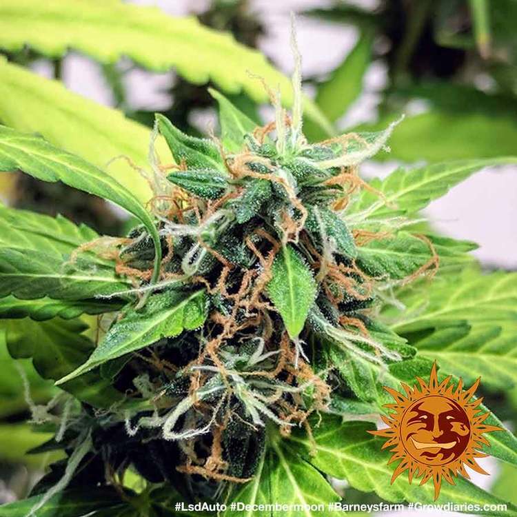 Barney's Farm - LSD Auto (auto/fem.)