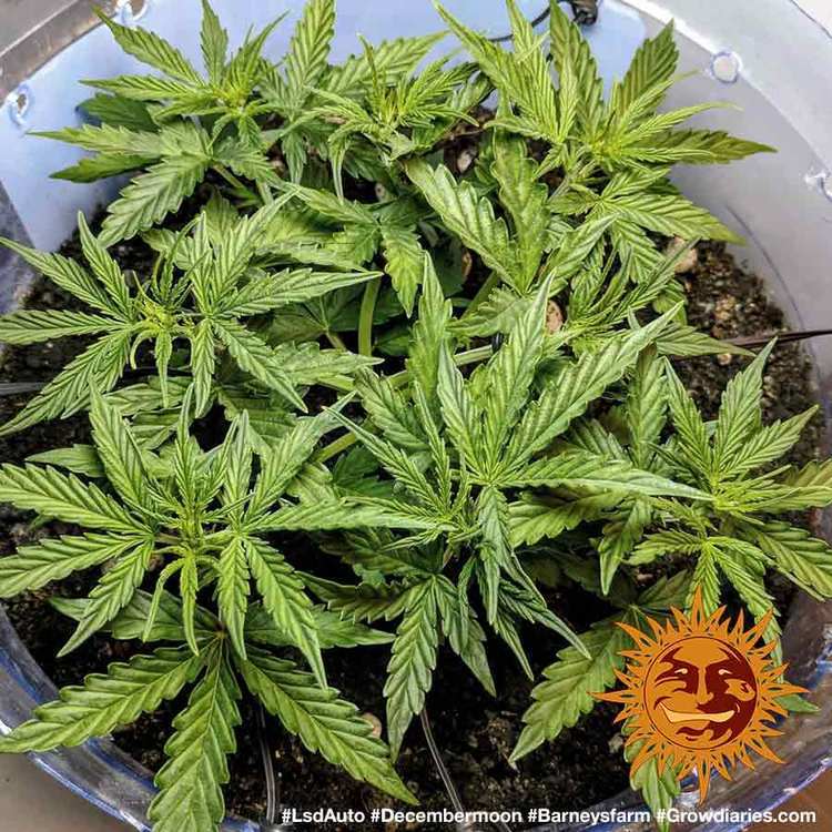 Barney's Farm - LSD Auto (auto/fem.)