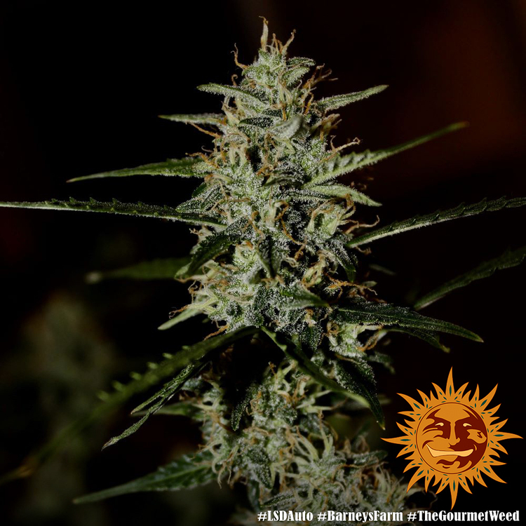 Barney's Farm - LSD Auto (auto/fem.)