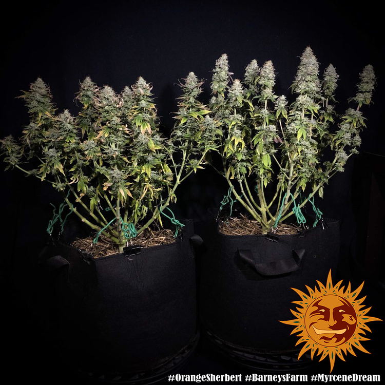 Barney's Farm - Orange Sherbert (fem.)
