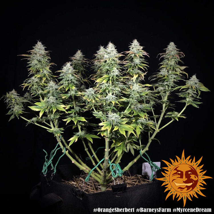 Barney's Farm - Orange Sherbert (fem.)