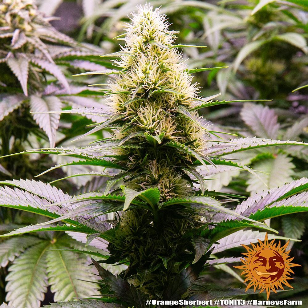 Barney's Farm - Orange Sherbert (fem.)