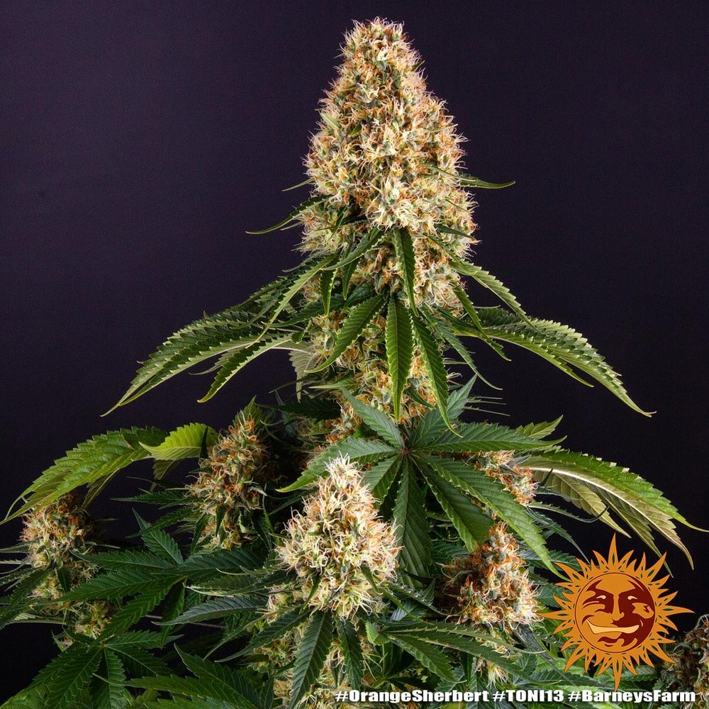 Barney's Farm - Orange Sherbert (fem.)