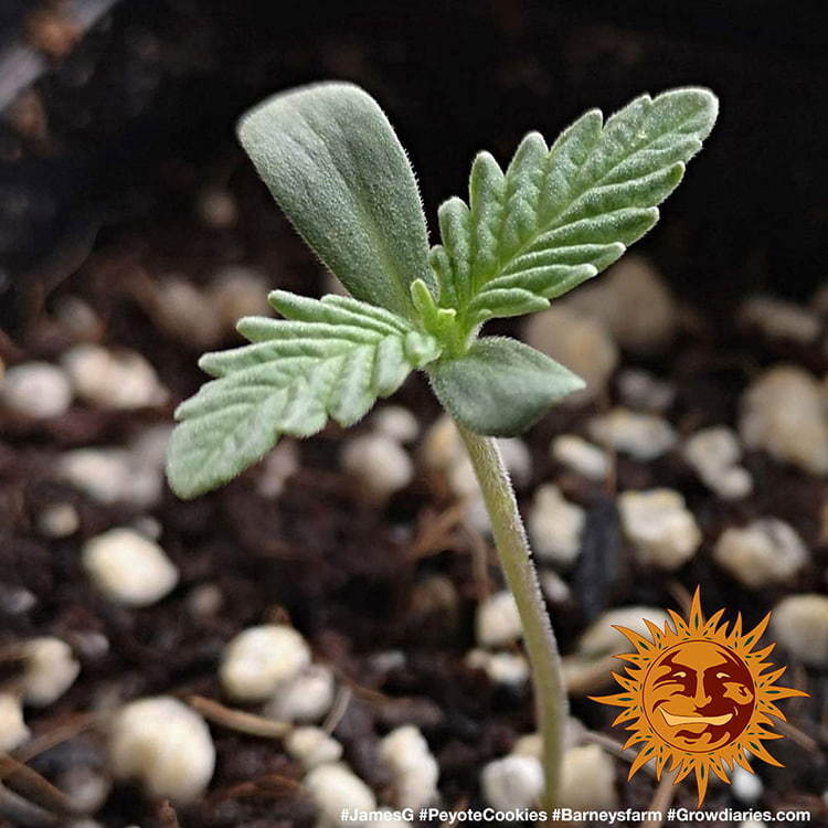Barney's Farm - Peyote Cookies (fem.)