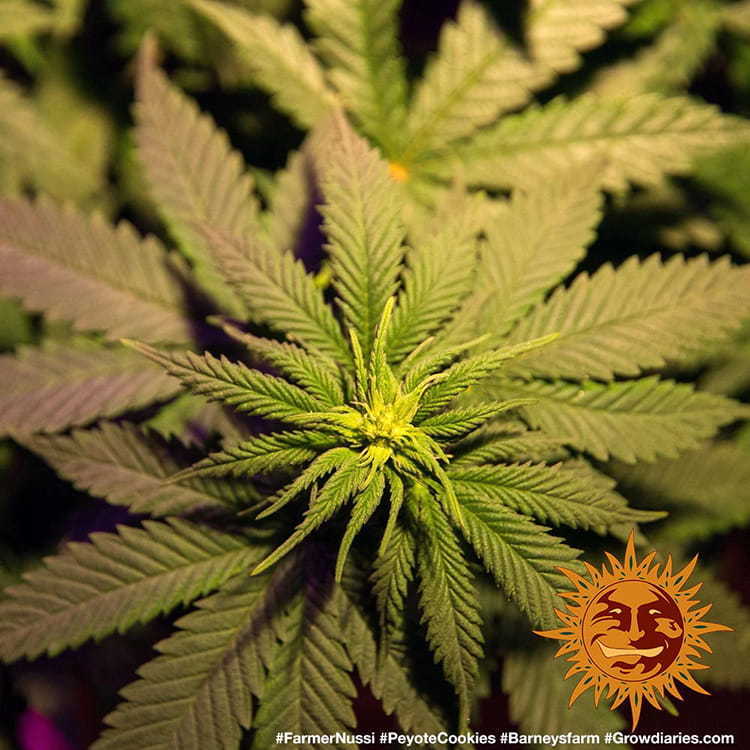 Barney's Farm - Peyote Cookies (fem.)