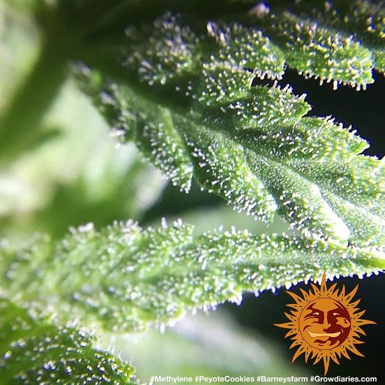 Barney's Farm - Peyote Cookies (fem.)