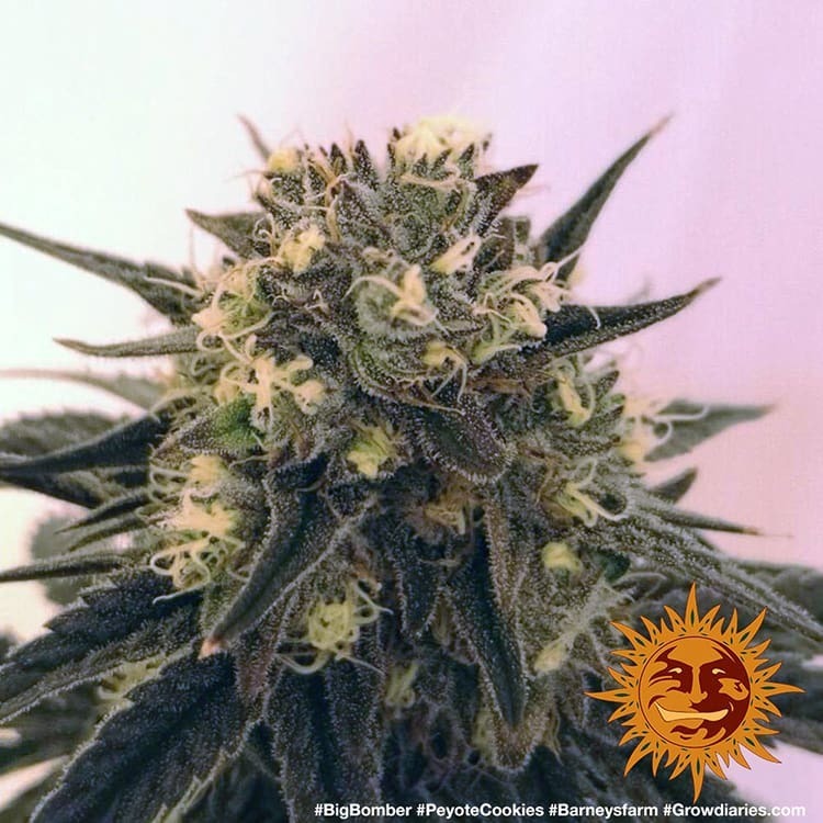 Barney's Farm - Peyote Cookies (fem.)