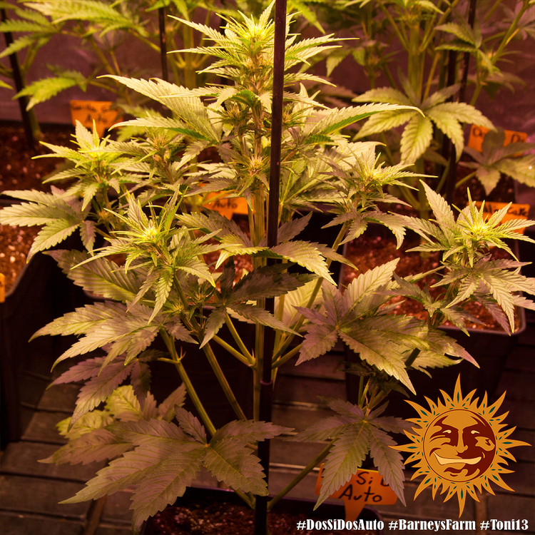 Barney's Farm - Dos Si Dos Auto (auto/fem.)