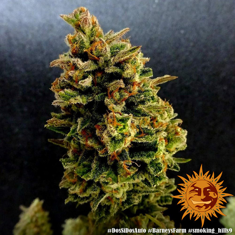 Barney's Farm - Dos Si Dos Auto (auto/fem.)