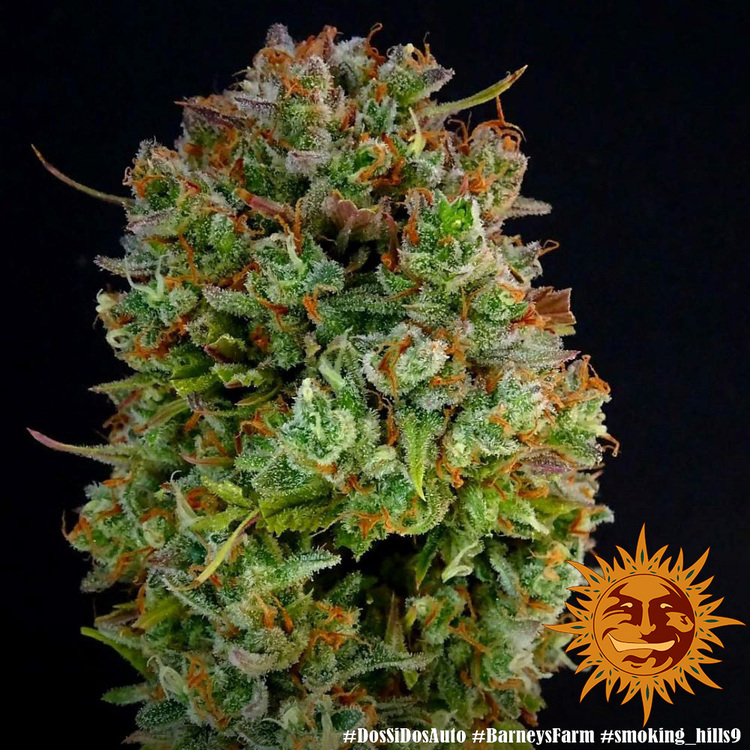 Barney's Farm - Dos Si Dos Auto (auto/fem.)