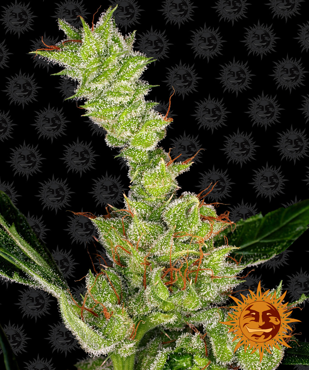 Barney's Farm - Dr. Grinspoon (fem.)