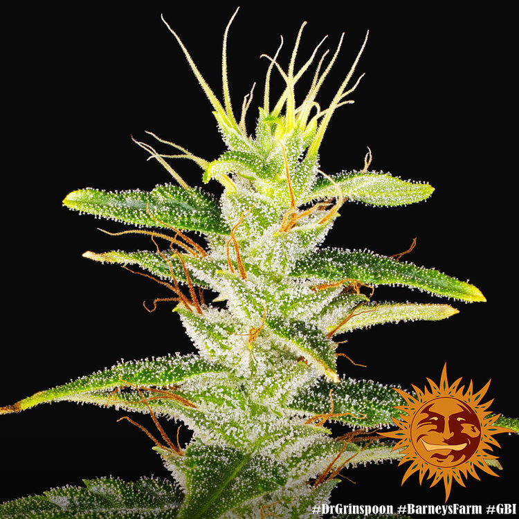 Barney's Farm - Dr. Grinspoon (fem.)