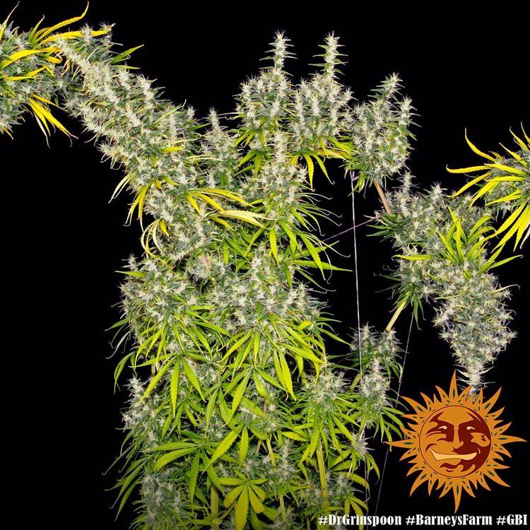 Barney's Farm - Dr. Grinspoon (fem.)