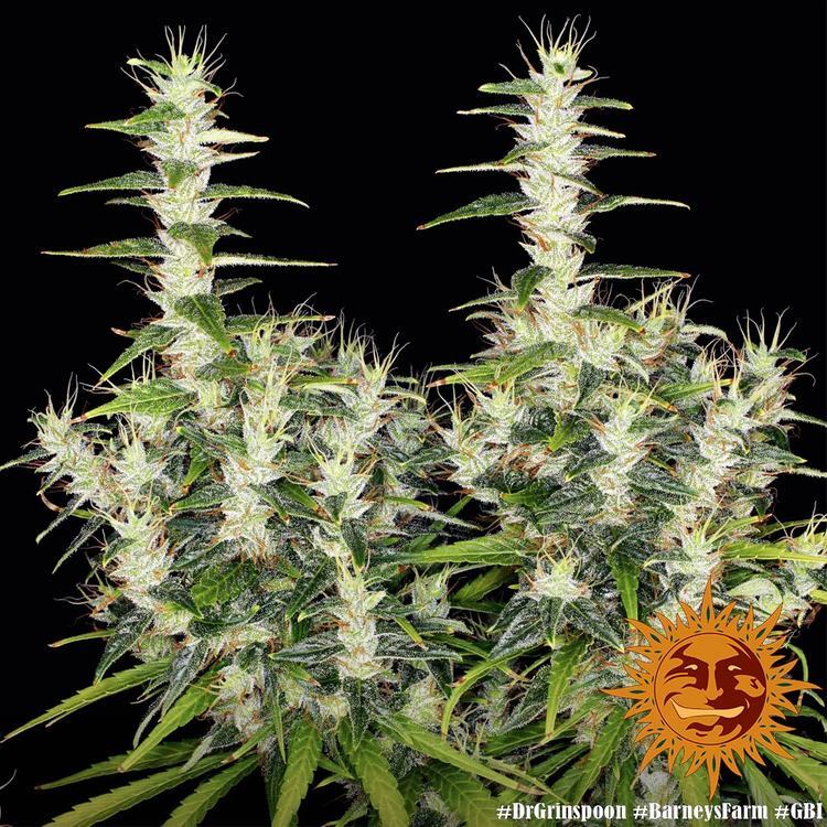 Barney's Farm - Dr. Grinspoon (fem.)