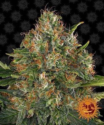 Barney's Farm - G13 Haze (reg.) 05631