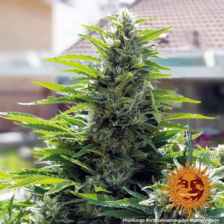 Barney's Farm - Critical Kush (reg.) 🏆