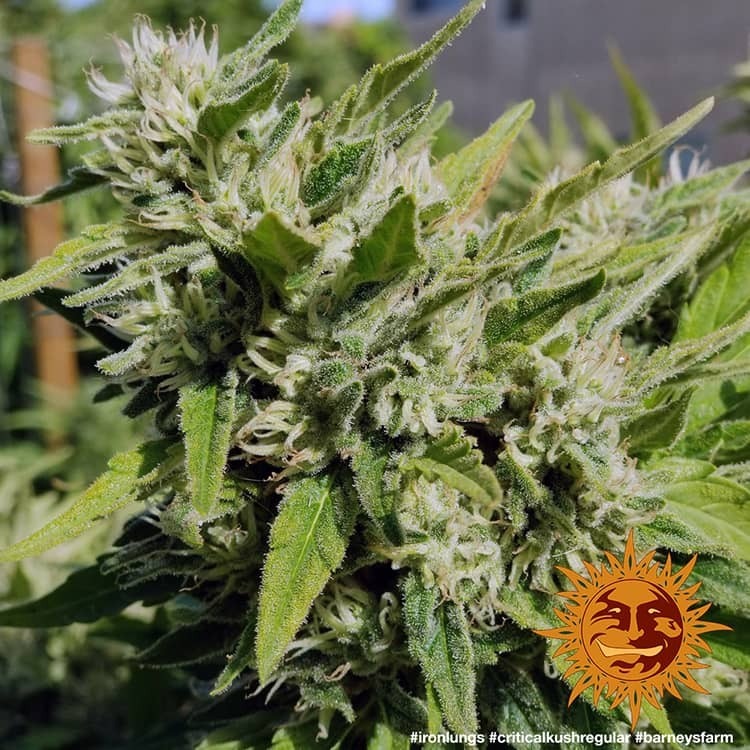 Barney's Farm - Critical Kush (reg.) 🏆