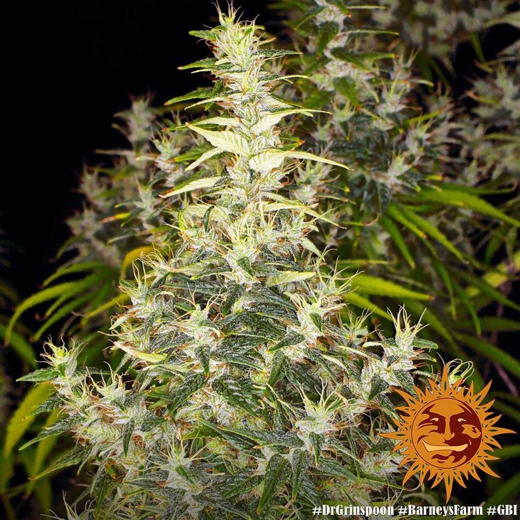 Barney's Farm - Dr. Grinspoon (fem.)