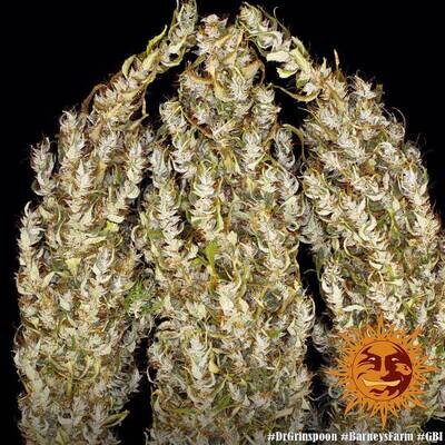 Barney's Farm - Dr. Grinspoon (fem.) 01808