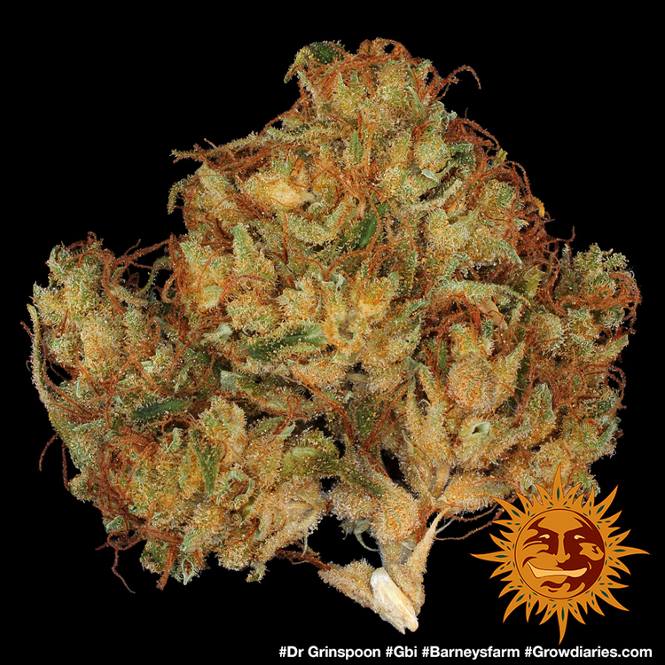 Barney's Farm - Dr. Grinspoon (fem.)
