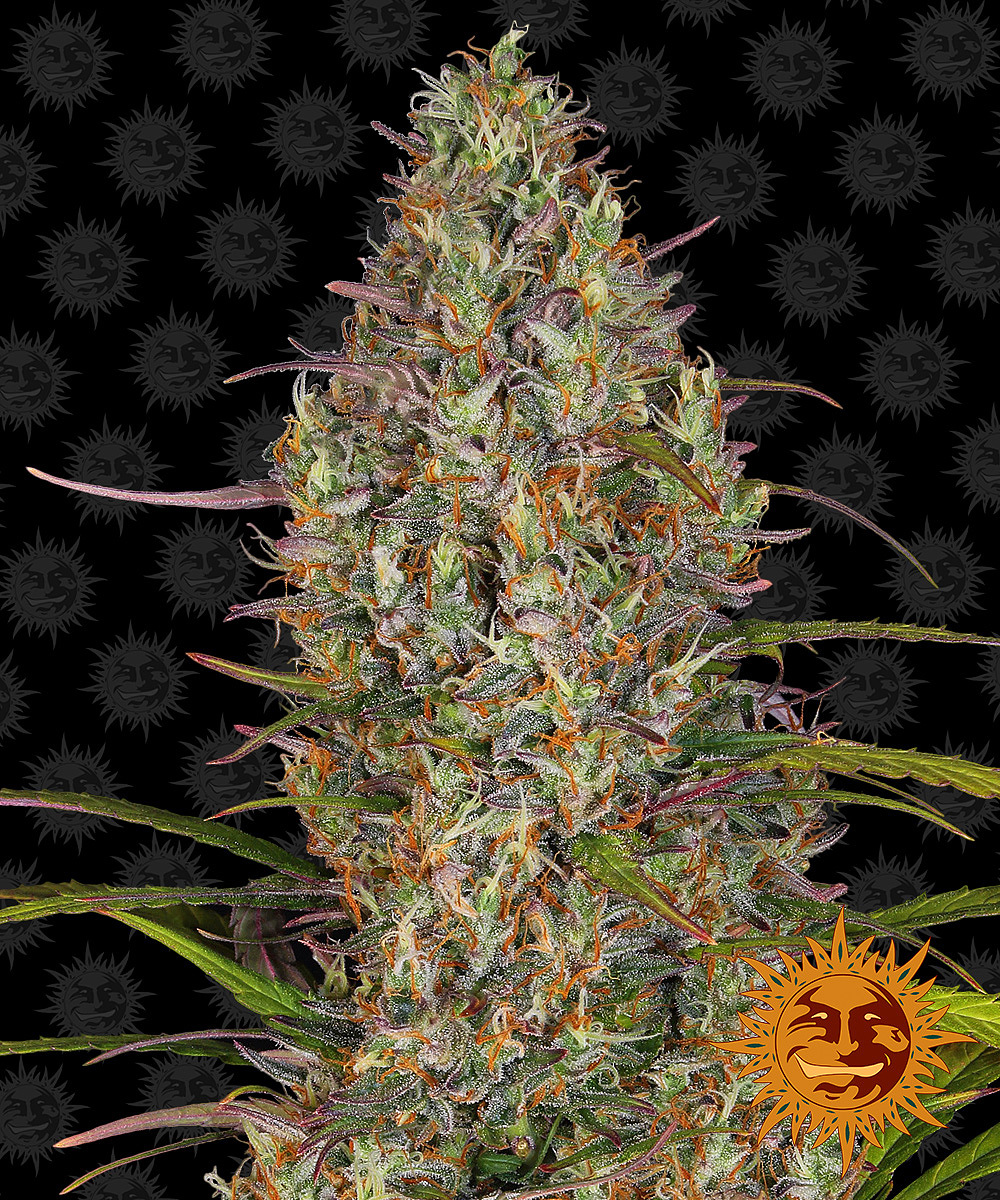 Barney's Farm - Glue Gelato Auto (auto/fem.)