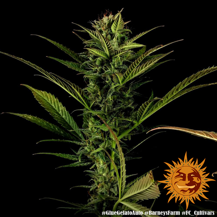 Barney's Farm - Glue Gelato Auto (auto/fem.)