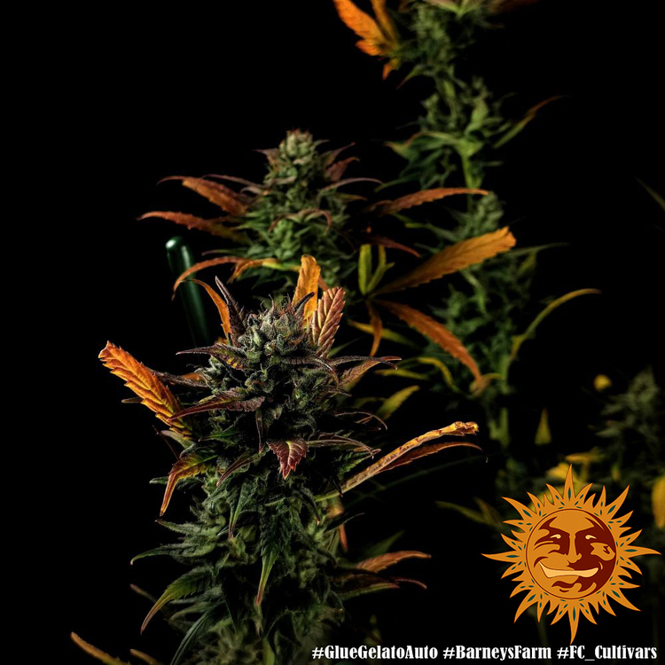 Barney's Farm - Glue Gelato Auto (auto/fem.)