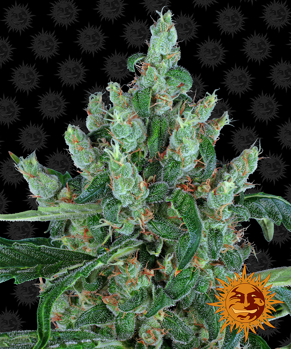 Barney's Farm - Laughing Buddha (fem.)