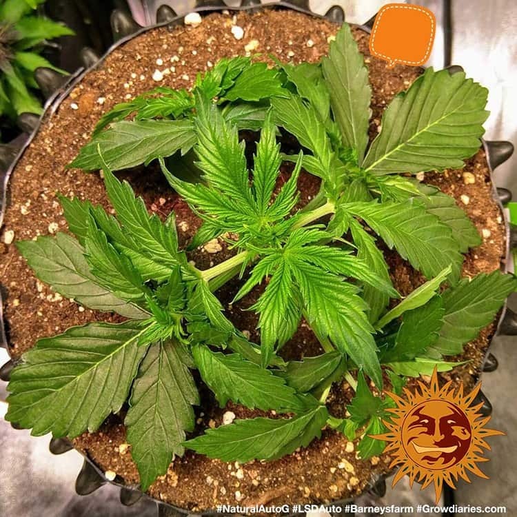 Barney's Farm - LSD Auto (auto/fem.)