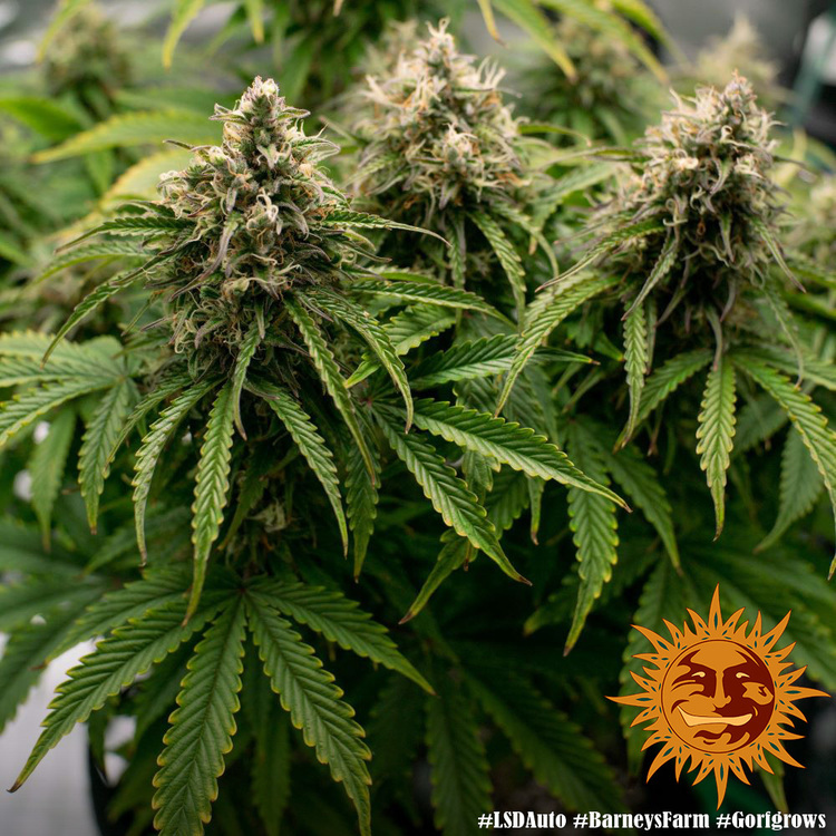 Barney's Farm - LSD Auto (auto/fem.)