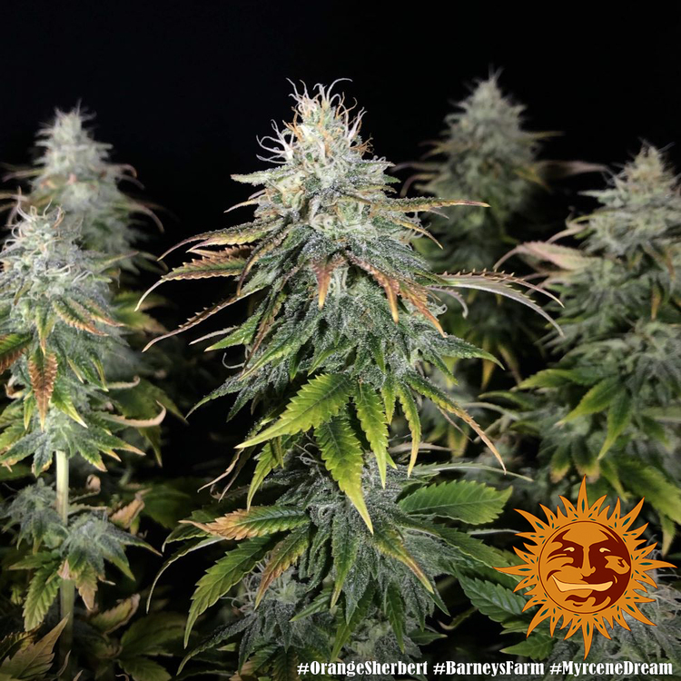 Barney's Farm - Orange Sherbert (fem.)