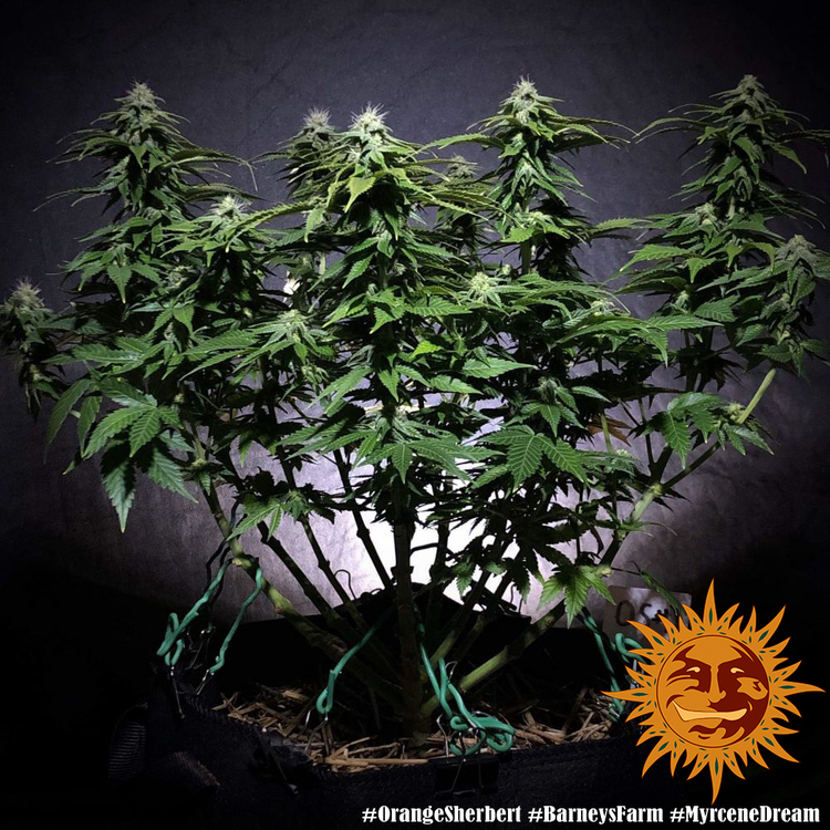 Barney's Farm - Orange Sherbert (fem.)