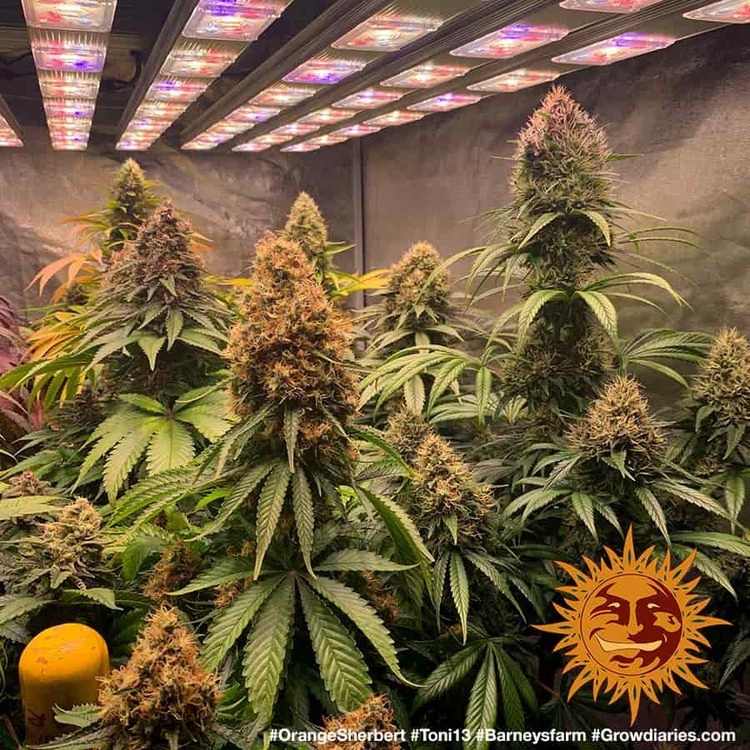 Barney's Farm - Orange Sherbert (fem.)