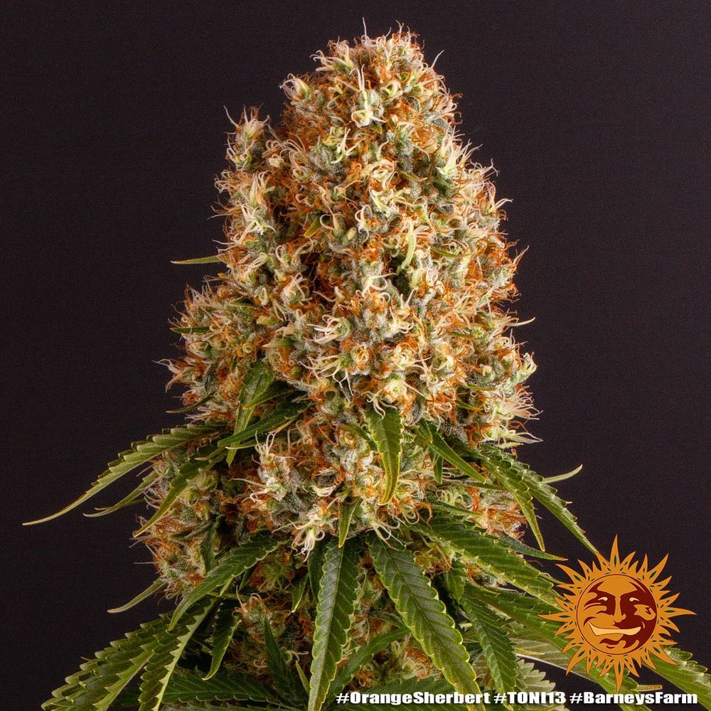 Barney's Farm - Orange Sherbert (fem.)