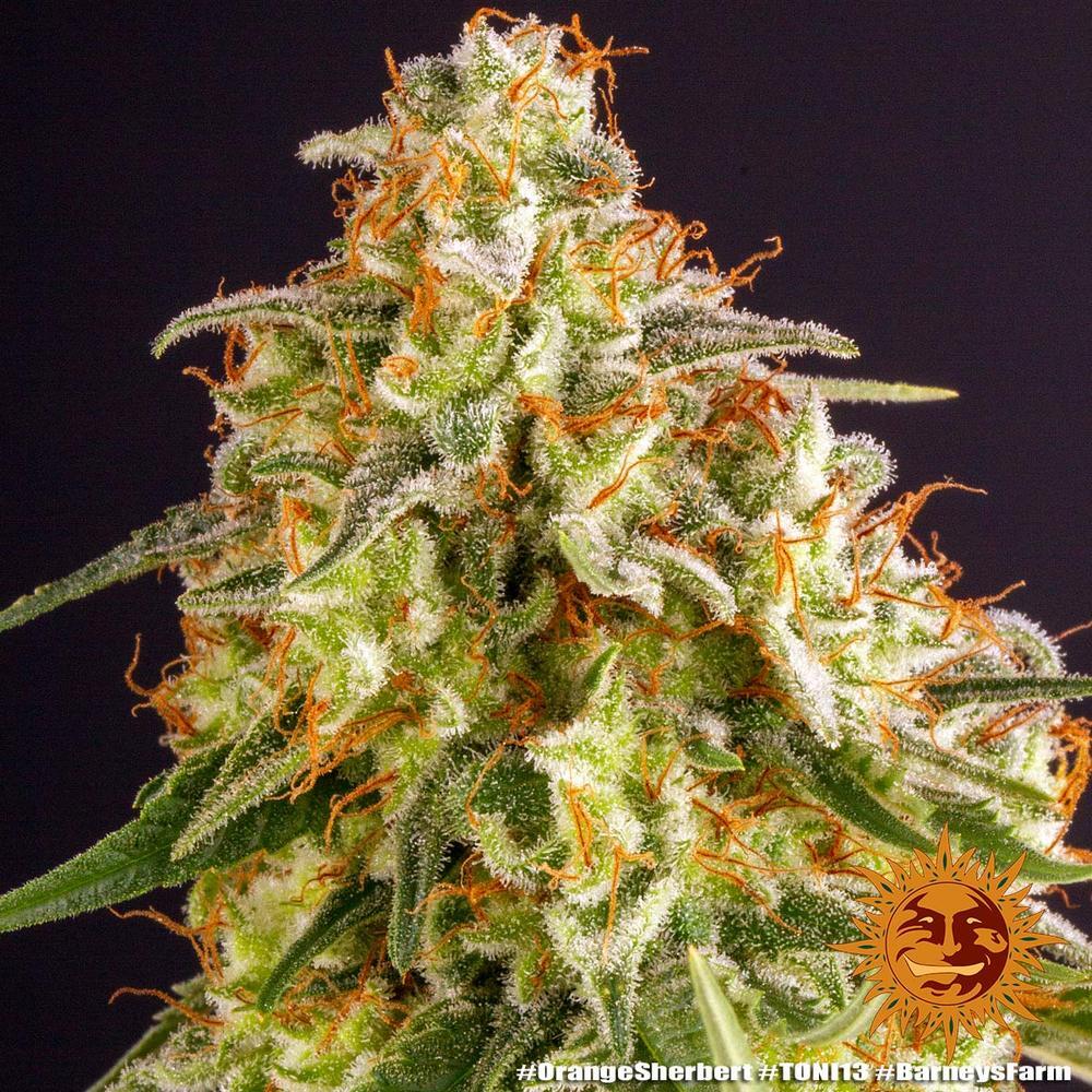 Barney's Farm - Orange Sherbert (fem.)