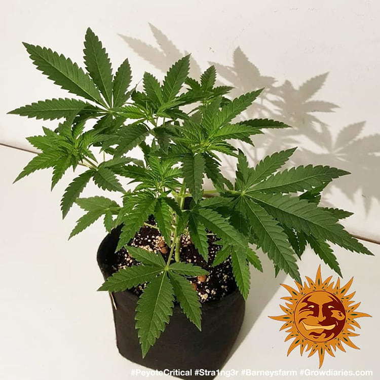 Barney's Farm - Peyote Critical (fem.)