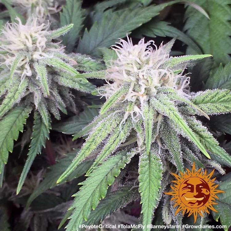 Barney's Farm - Peyote Critical (fem.)