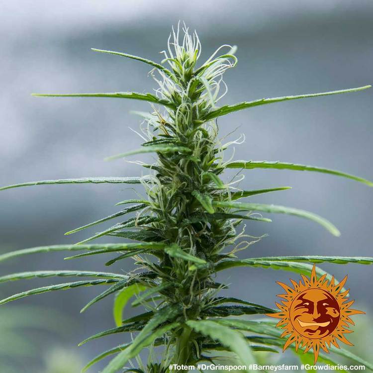 Barney's Farm - Dr. Grinspoon (fem.)