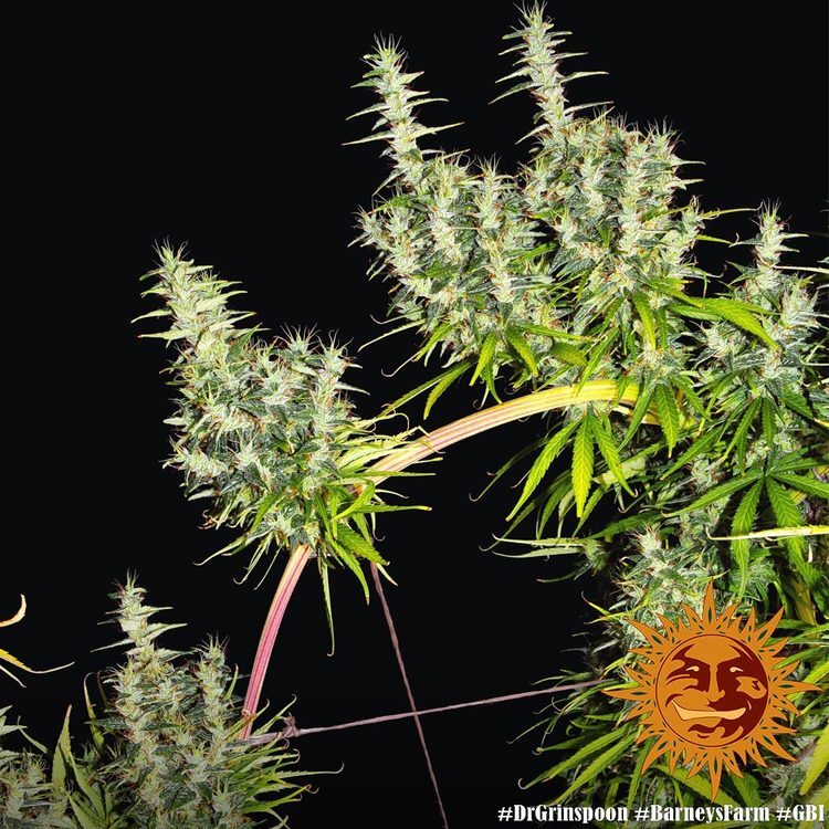 Barney's Farm - Dr. Grinspoon (fem.)