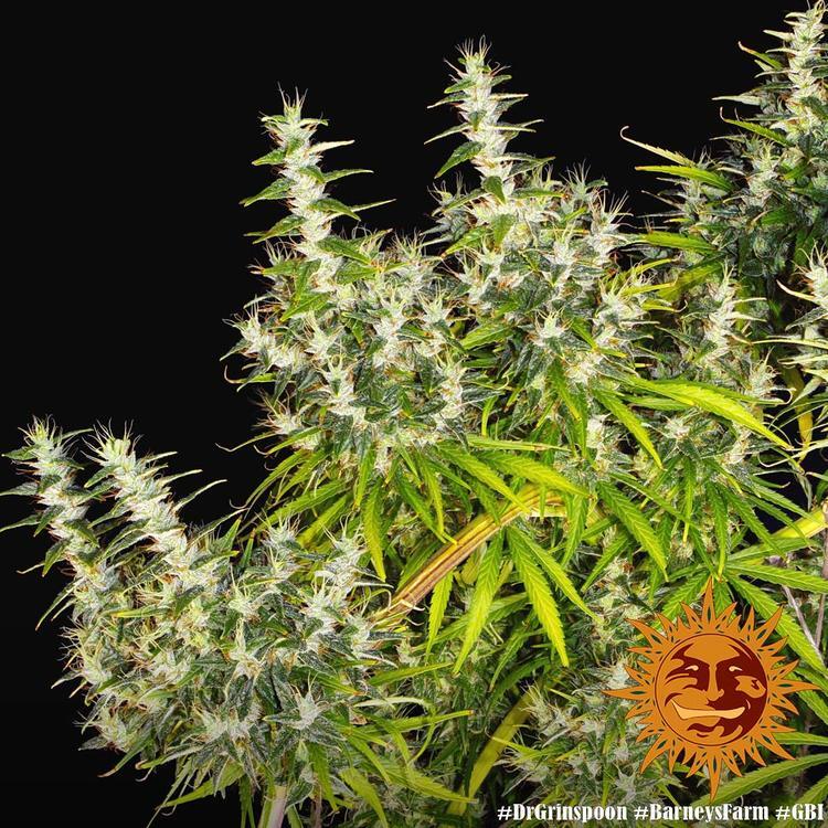 Barney's Farm - Dr. Grinspoon (fem.)
