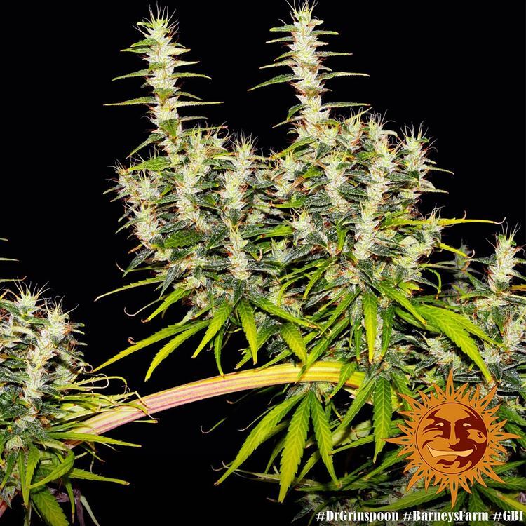 Barney's Farm - Dr. Grinspoon (fem.)